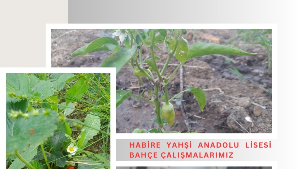 Bahçe Çalışmaları Etkinlikleri